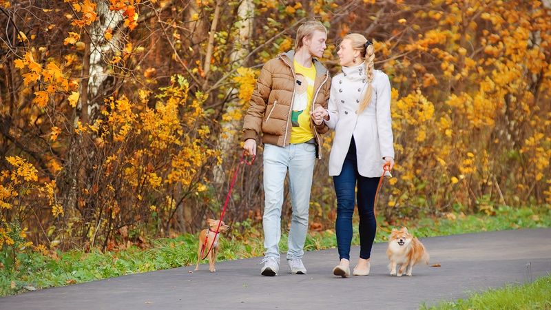 Питомцы на фотосете Возьмите собачек с собой
