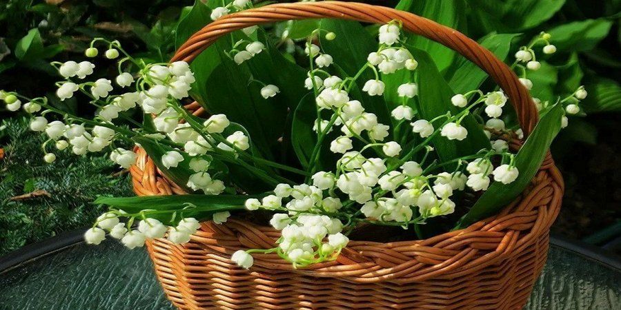 Порадуйте супругу корзинкой с ландышами